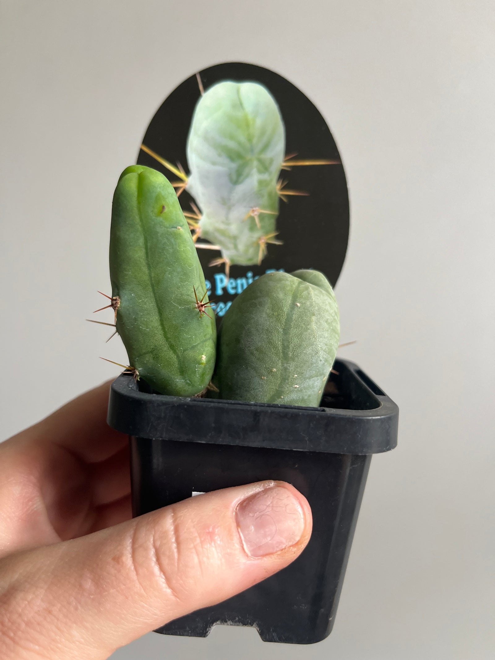 Trichocereus bridgesii montrose 'The Penis Plant'