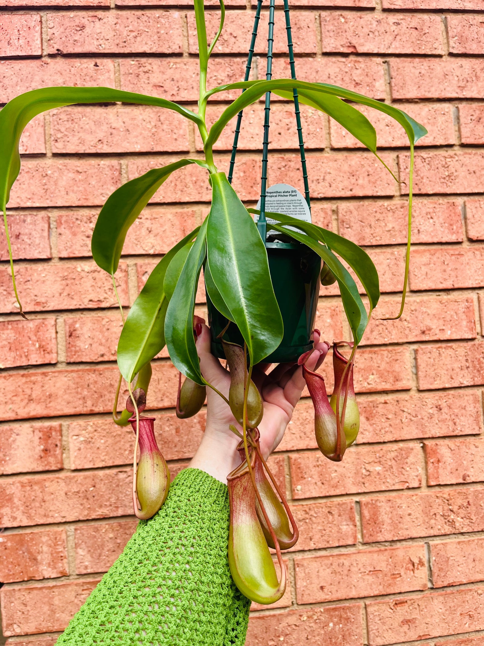 Nepenthes alata - Pitcher Plant