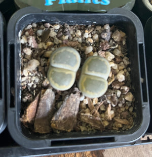 Lithops spp. - Living Stone Plant
