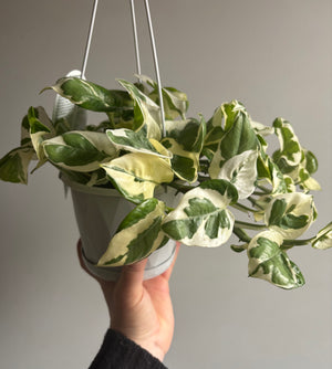 Epipremnum Aureum - N’Joy