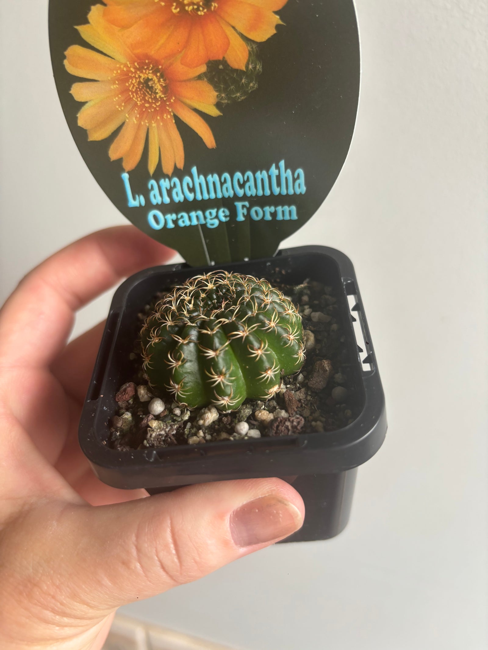 Lobivia arachnacantha (Orange Form)