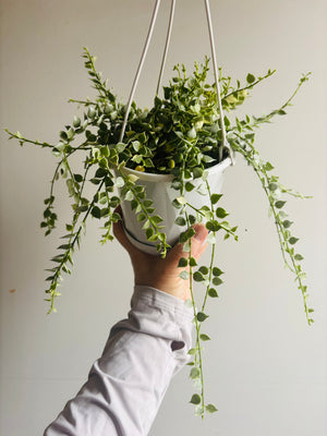 Dischidia ruscifolia variegata - Variegated Million Hearts