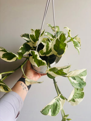 Epipremnum Aureum - N’Joy