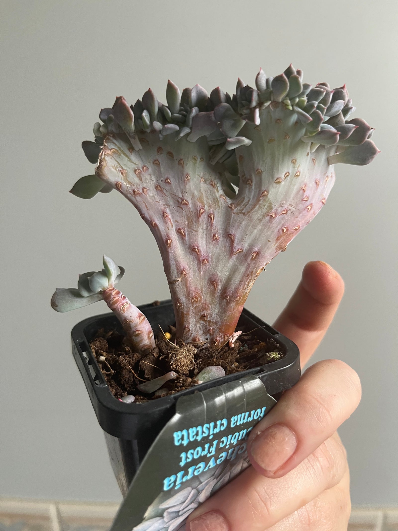 Echeveria Cubic Frost forma cristata