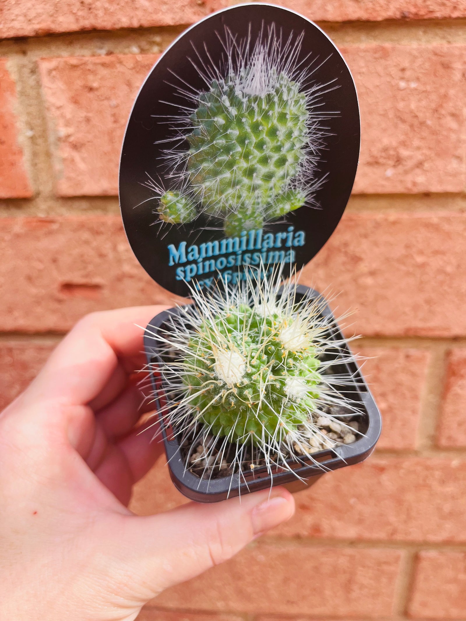 Mammillaria spinossisima cv 'Spike'