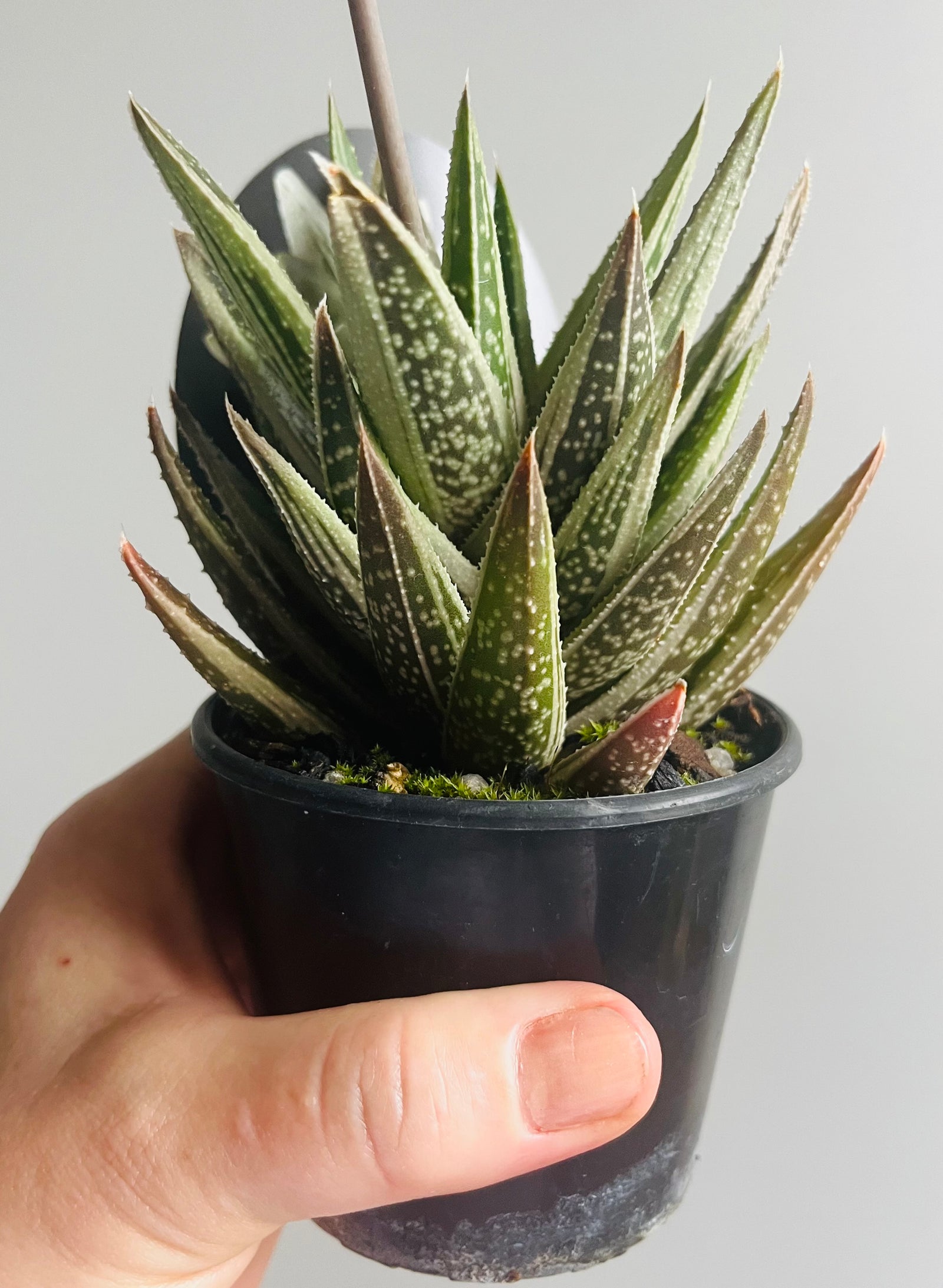 Gasteria NOID