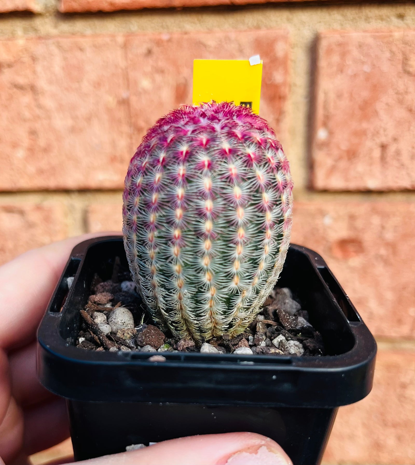 Echinocereus pectinatus var. rigidissimus ‘The Rainbow Plant’