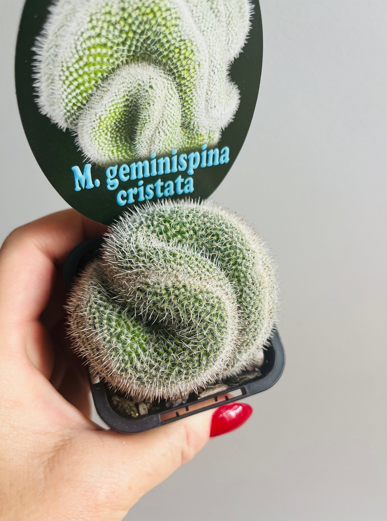 Mammillaria geminispina ‘Cristata’