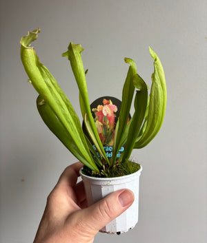 Sarracenia ‘Philadelphia’ Sar15