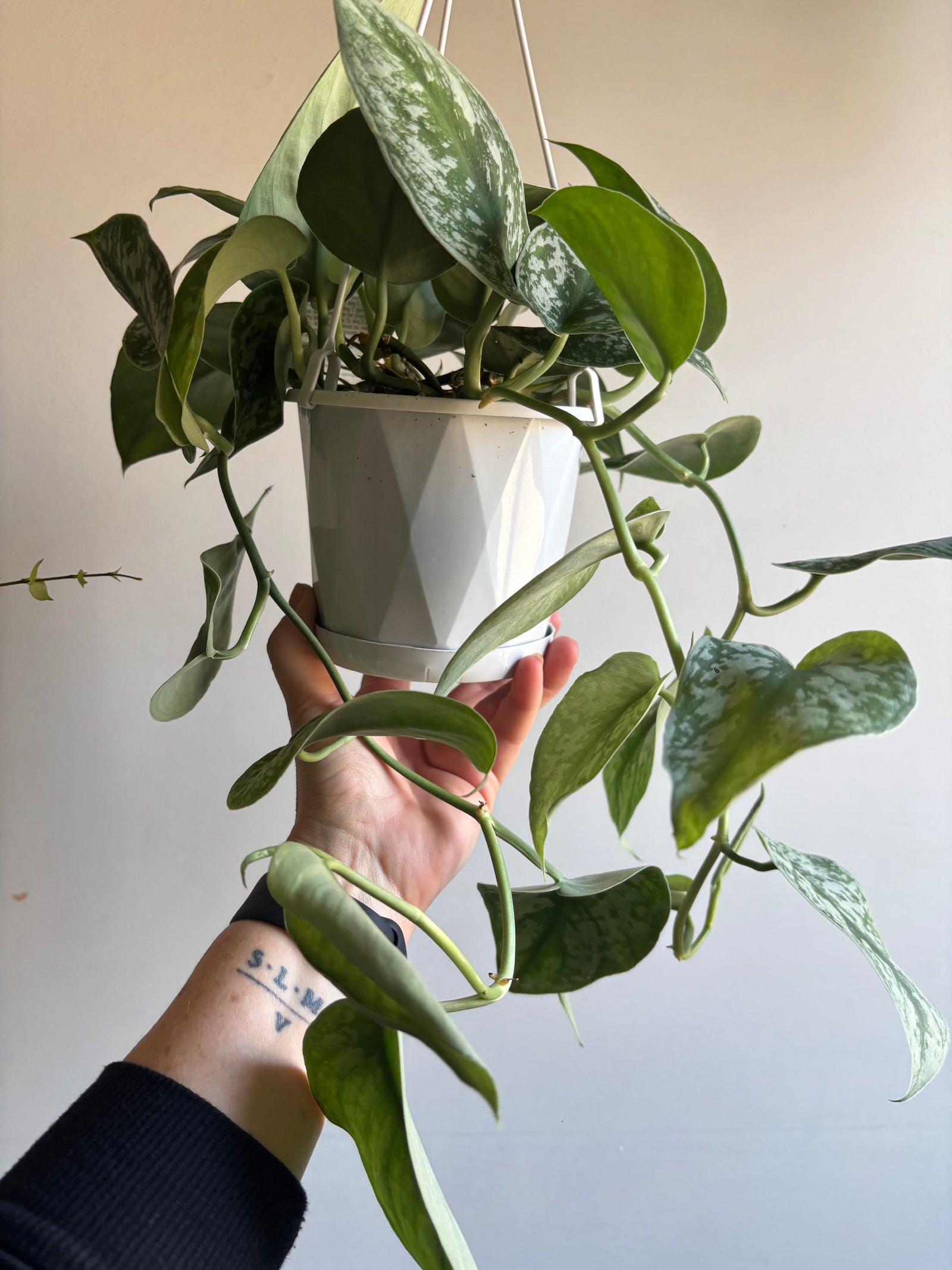 Scindapsus pictus ‘Exotica’ - Satin Pothos