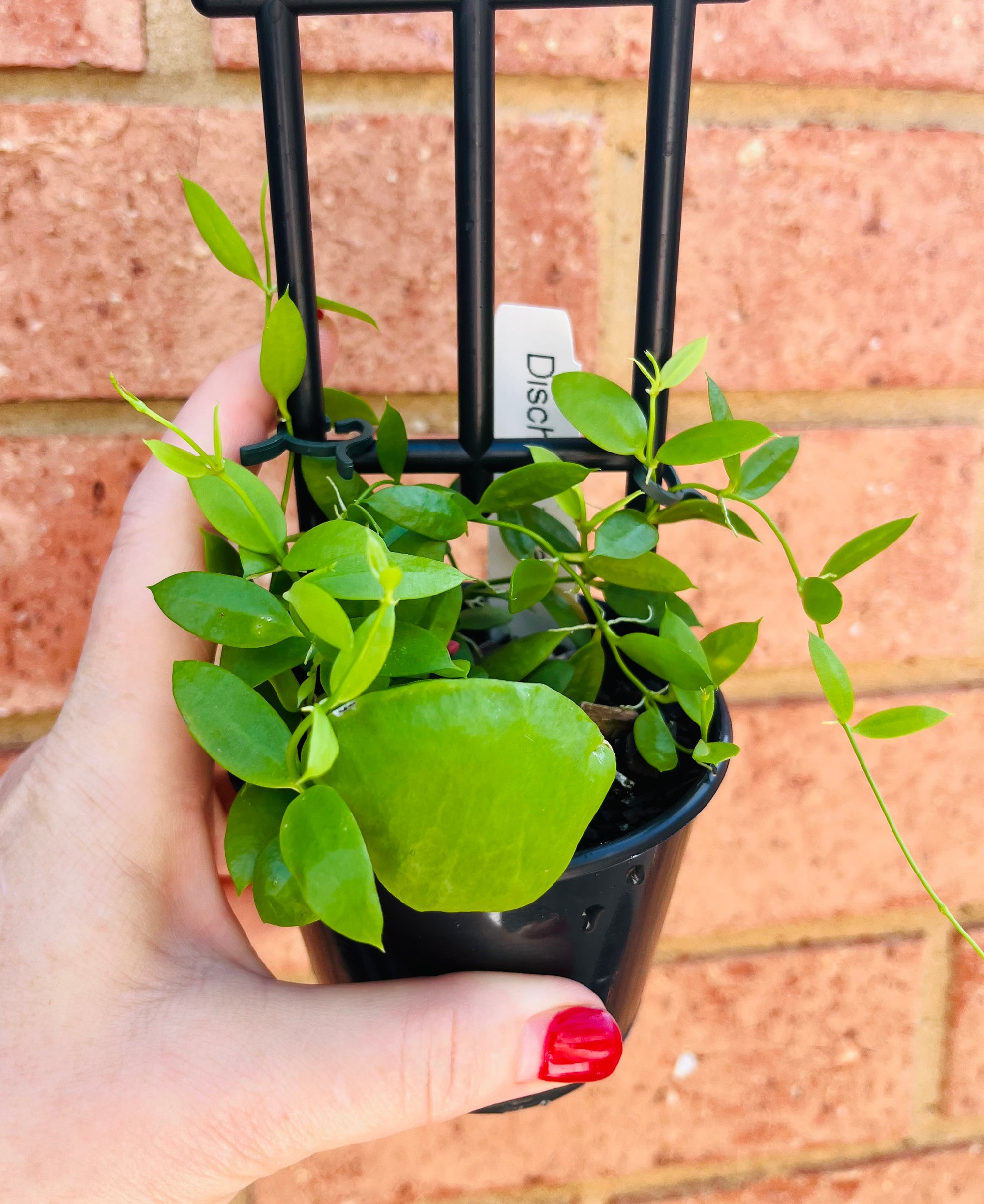 Dischidia Vidalii