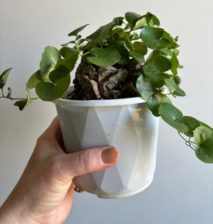 Dioscorea elephantipes ‘The Elephant’s Foot’