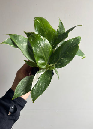Philodendron erubescens ‘White Princess’