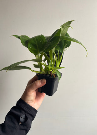 Philodendron erubescens ‘White Princess’