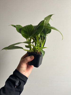 Philodendron erubescens ‘White Princess’