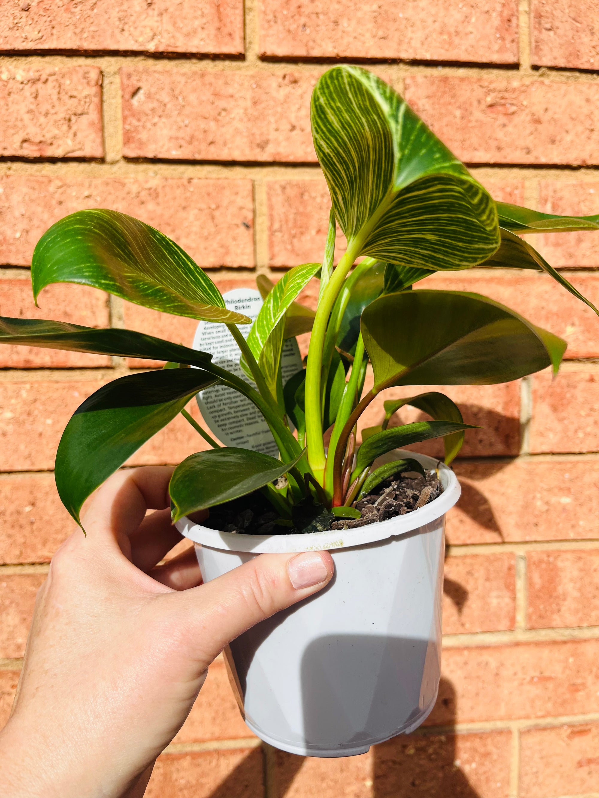 Philodendron - Birkin