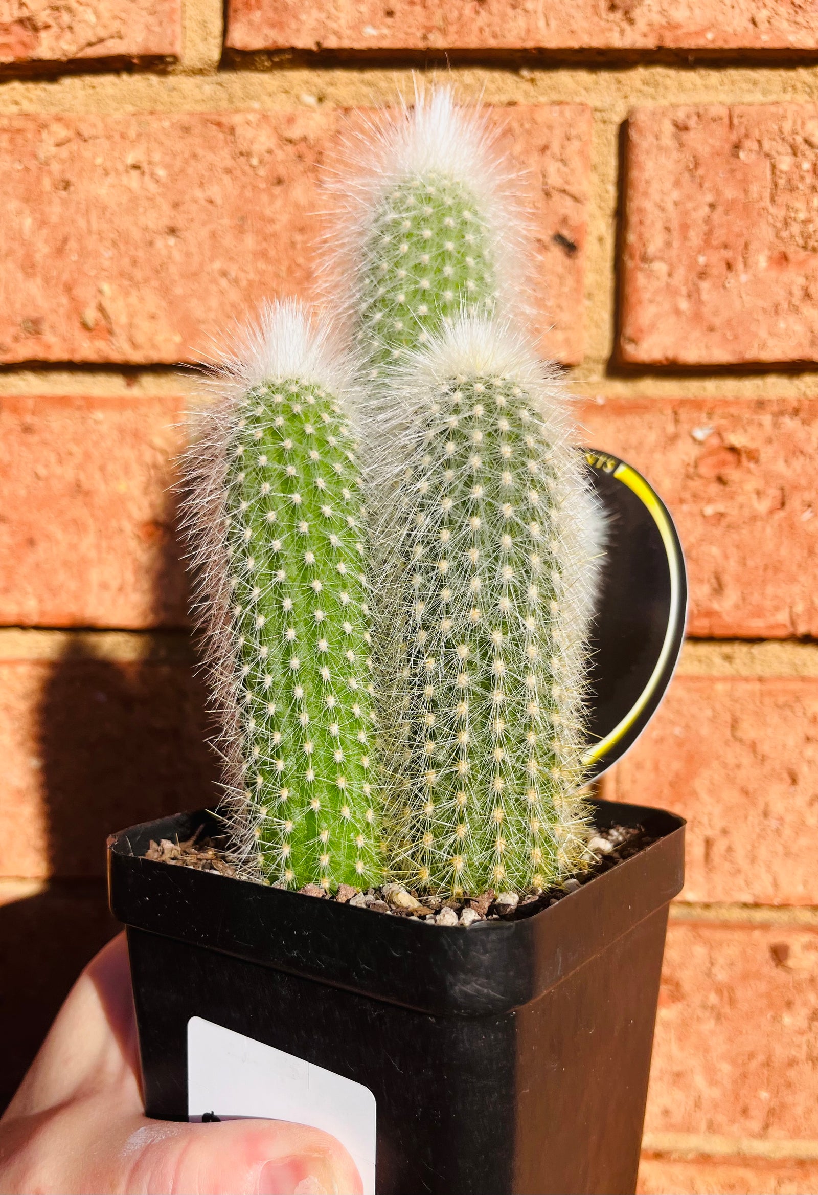 Silver Torch - Cleistocactus strausii