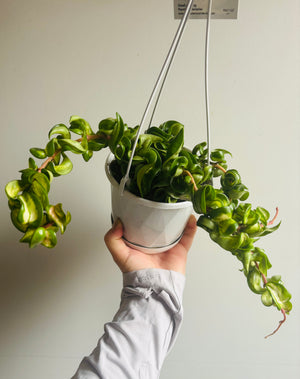 Hoya - Indian Rope Inside Variegate Collection No. 2.1