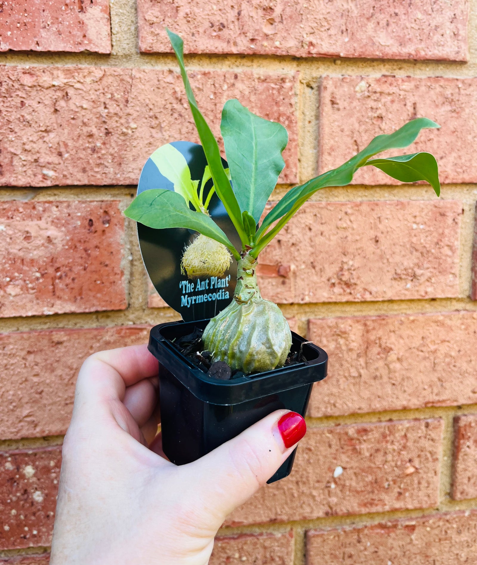 Myrmecodia tuberosa 'The Ant Plant'