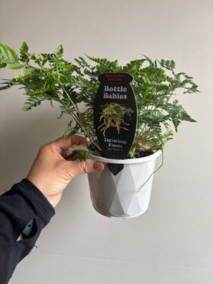 Humata tyermanii - White Rabbits Foot Fern