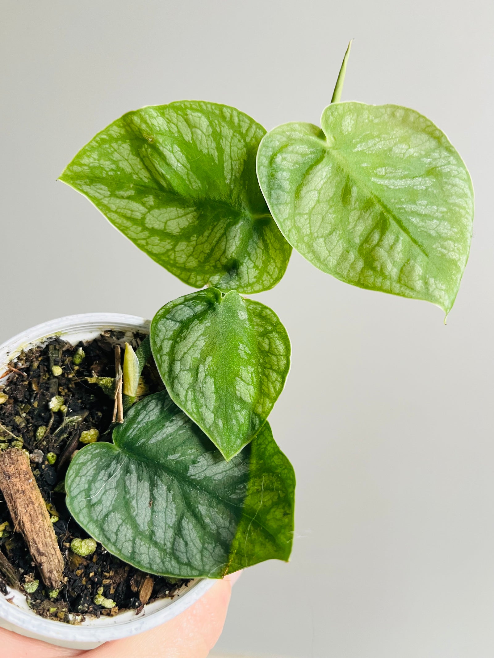 Monstera dubia - Shingle Plant