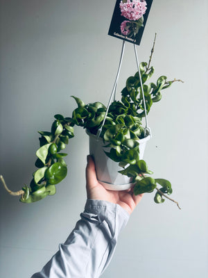 Hoya - Indian Rope Collection No. 2