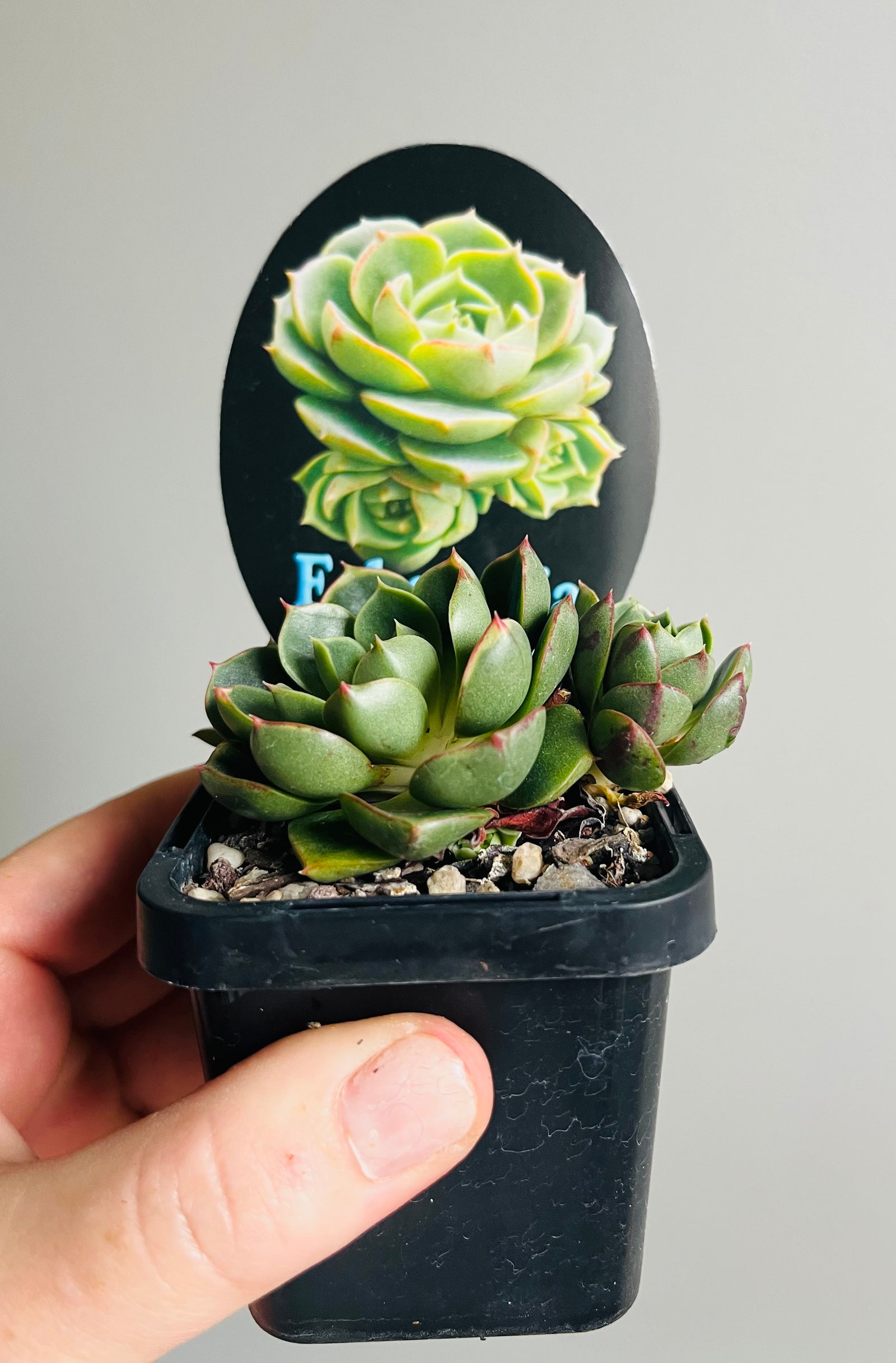 Echeveria longissima
