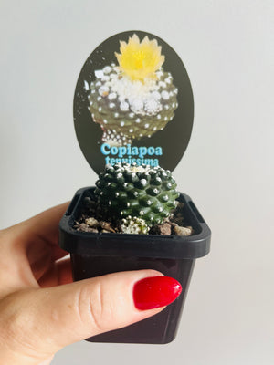 Copiapoa tenuissima Monstrose