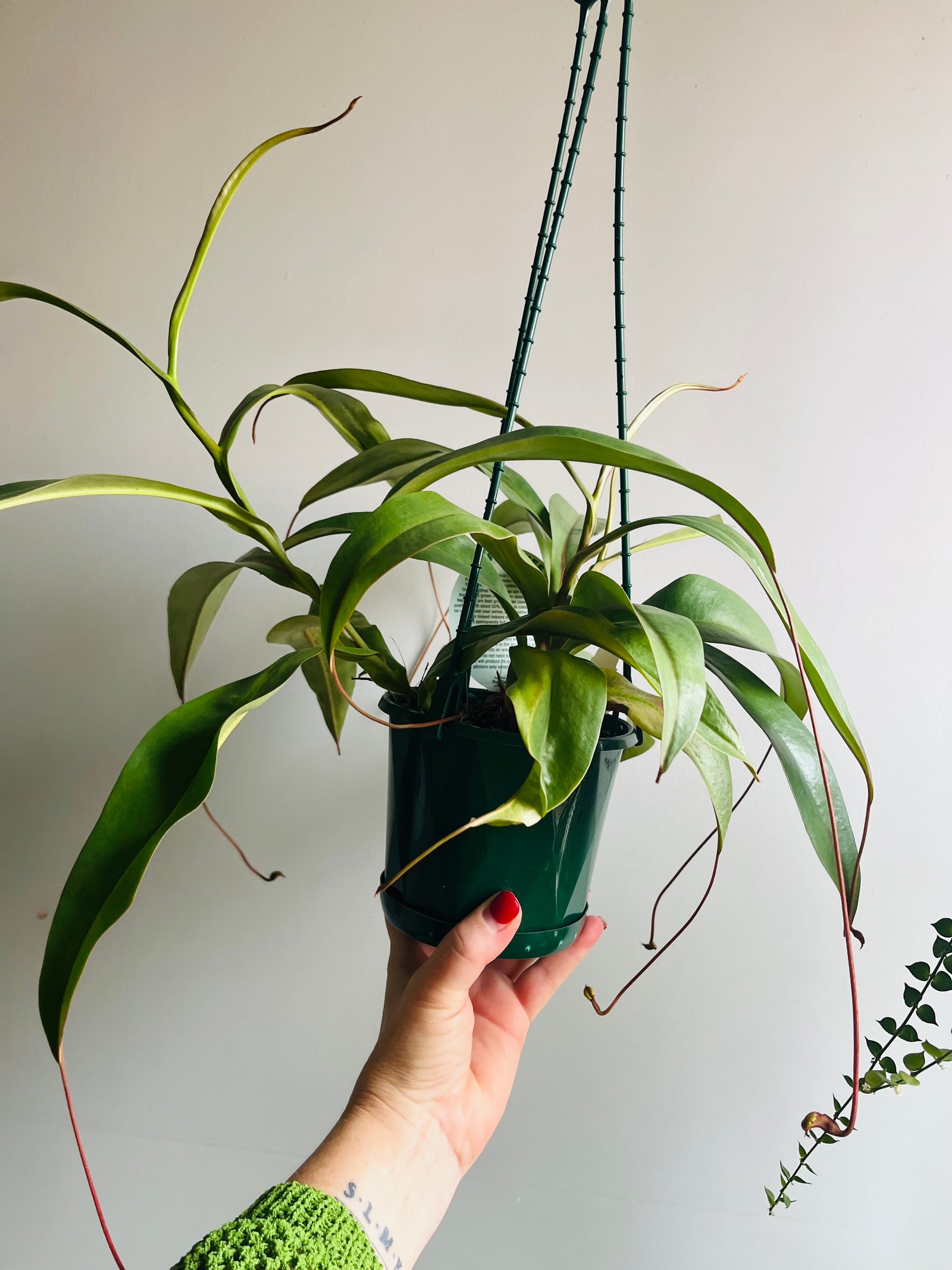 Nepenthes Kampotiana red - Pitcher Plant