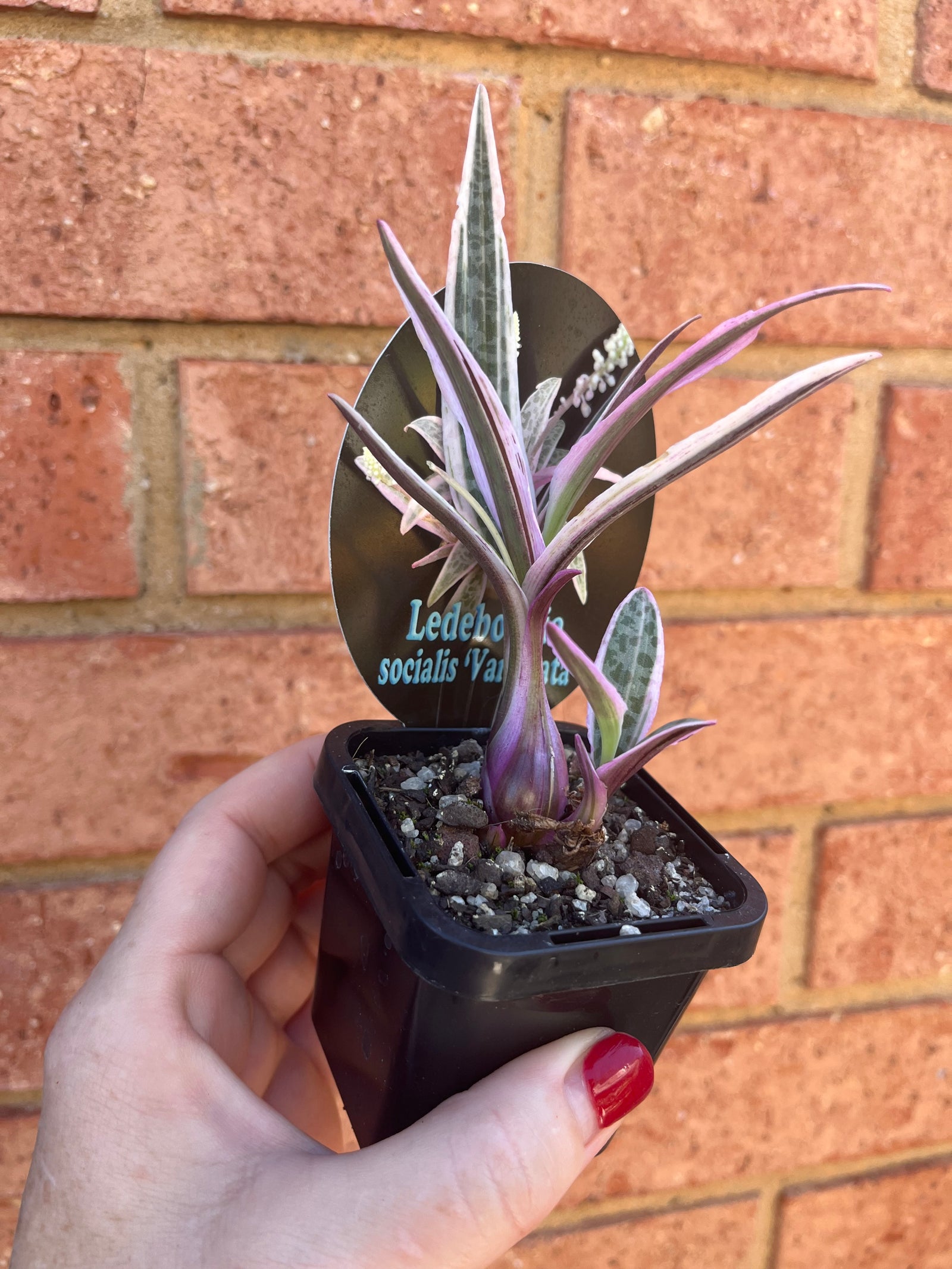 Ledebouria socialis ‘variegata’