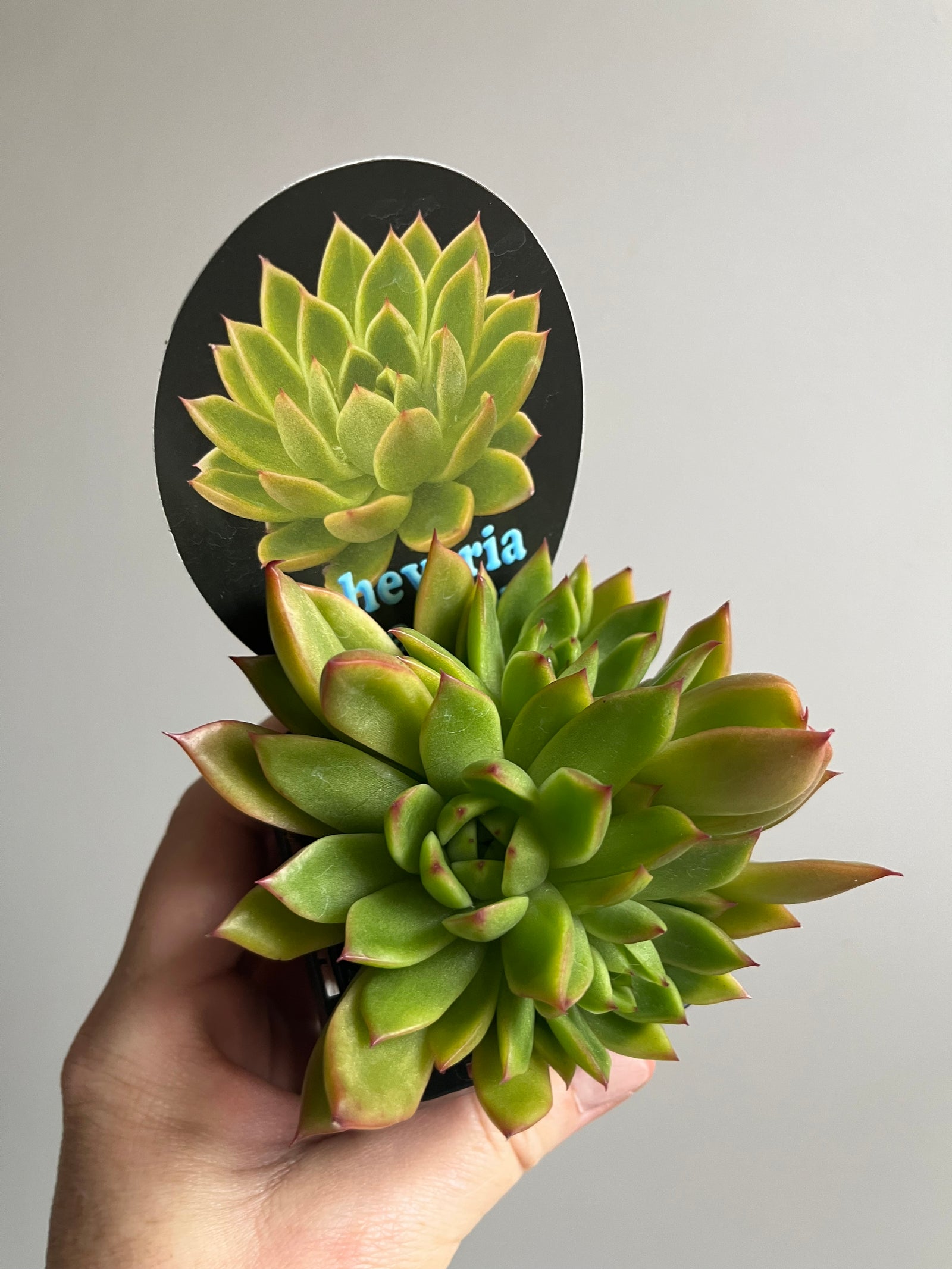 Echeveria agavoides cv Franky