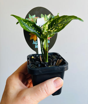 Aglaonema 'Snow Flake’ - Chinese Evergreen Plants