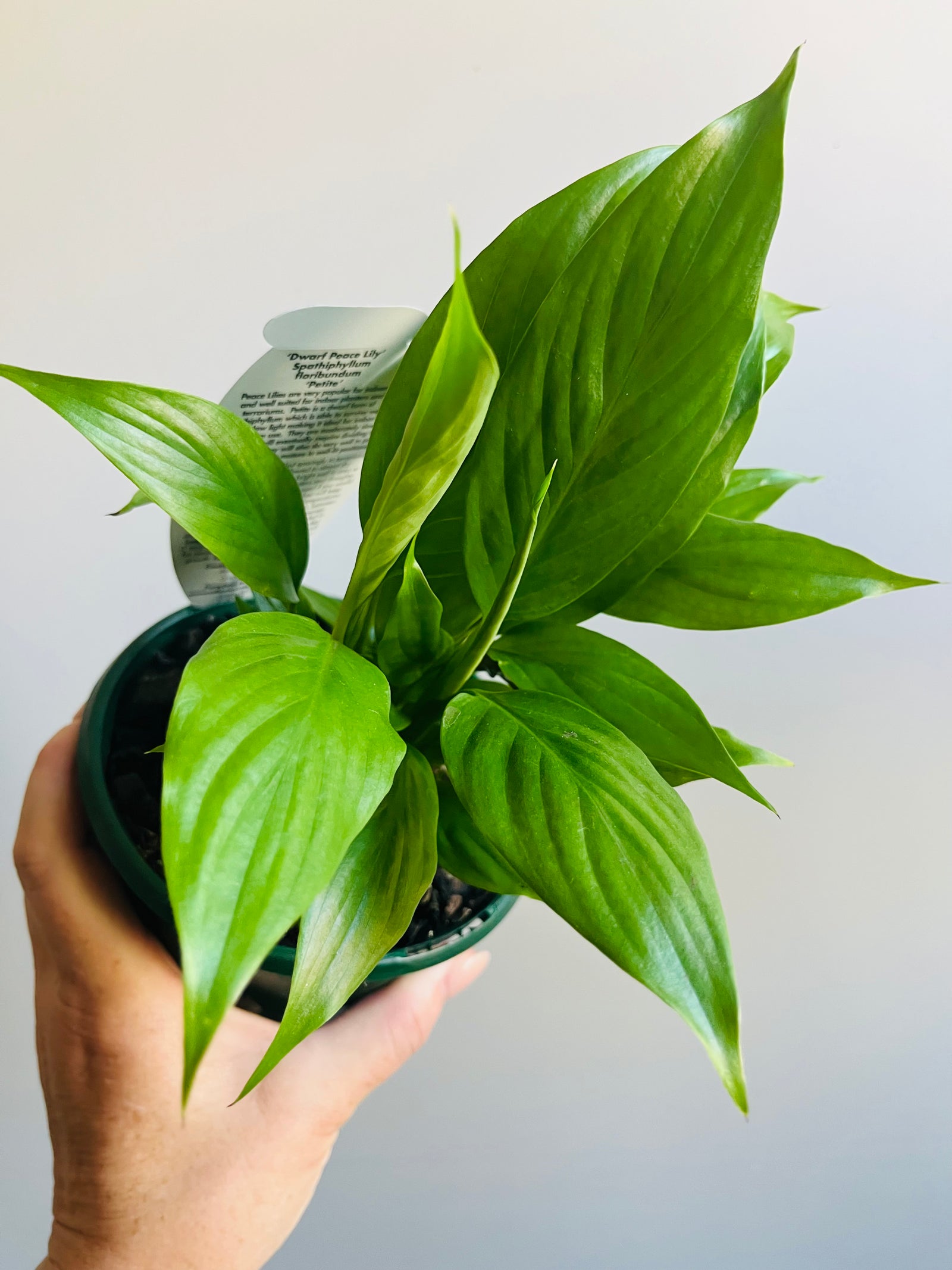 Spathiphyllum Super Petite