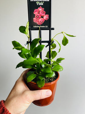 Hoya - Heuschkeliana ‘Pink’ Collection No. 131