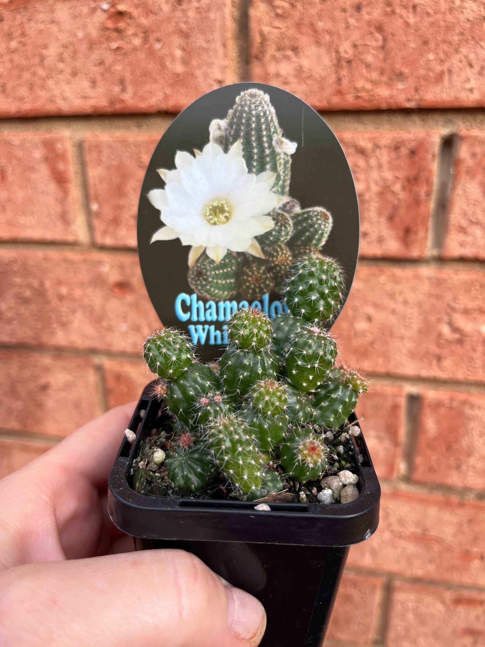 Chamaelopsis hybrid ‘White Angel’