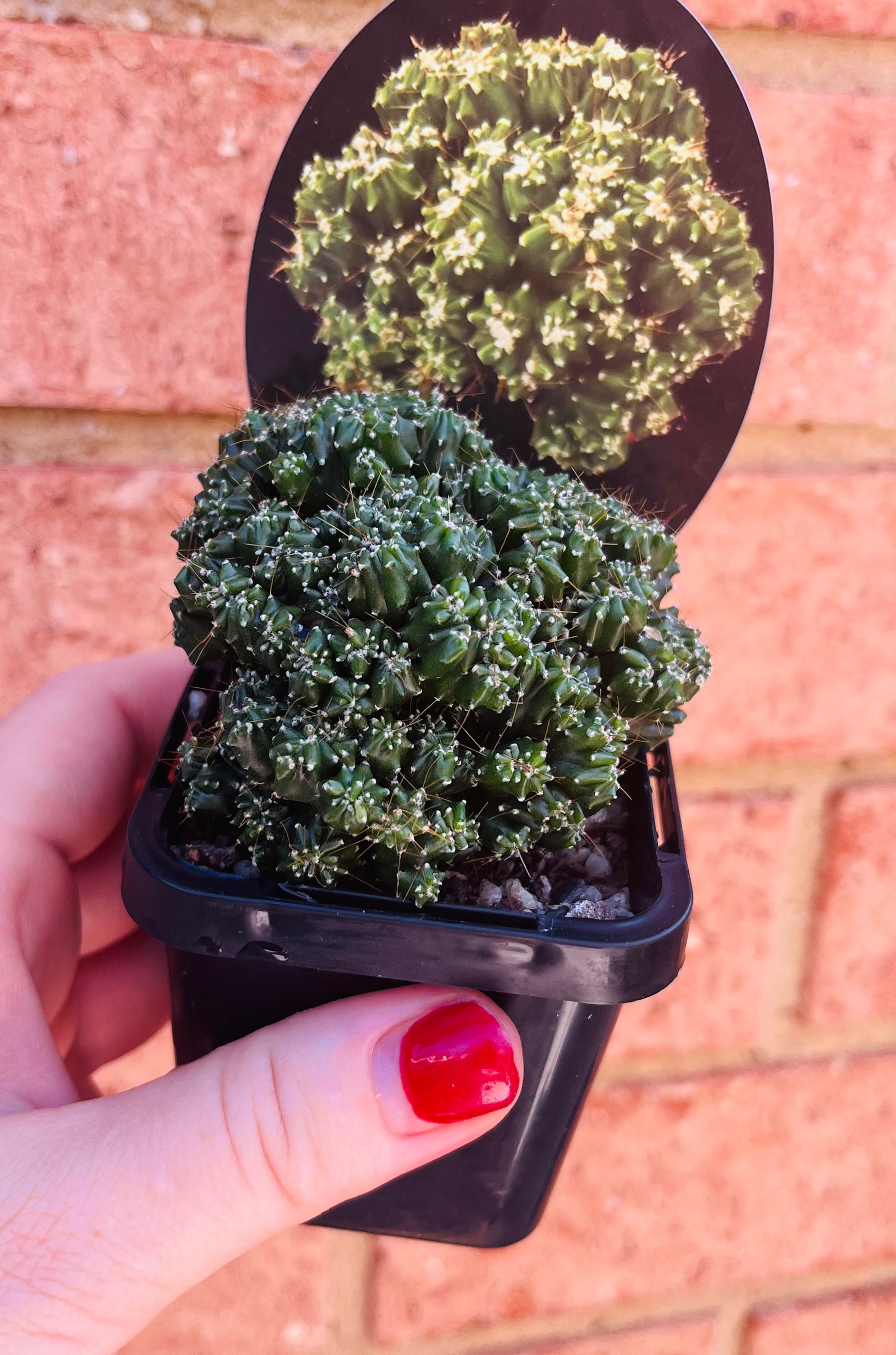 Cereus forbesii 'Tiny Tot’