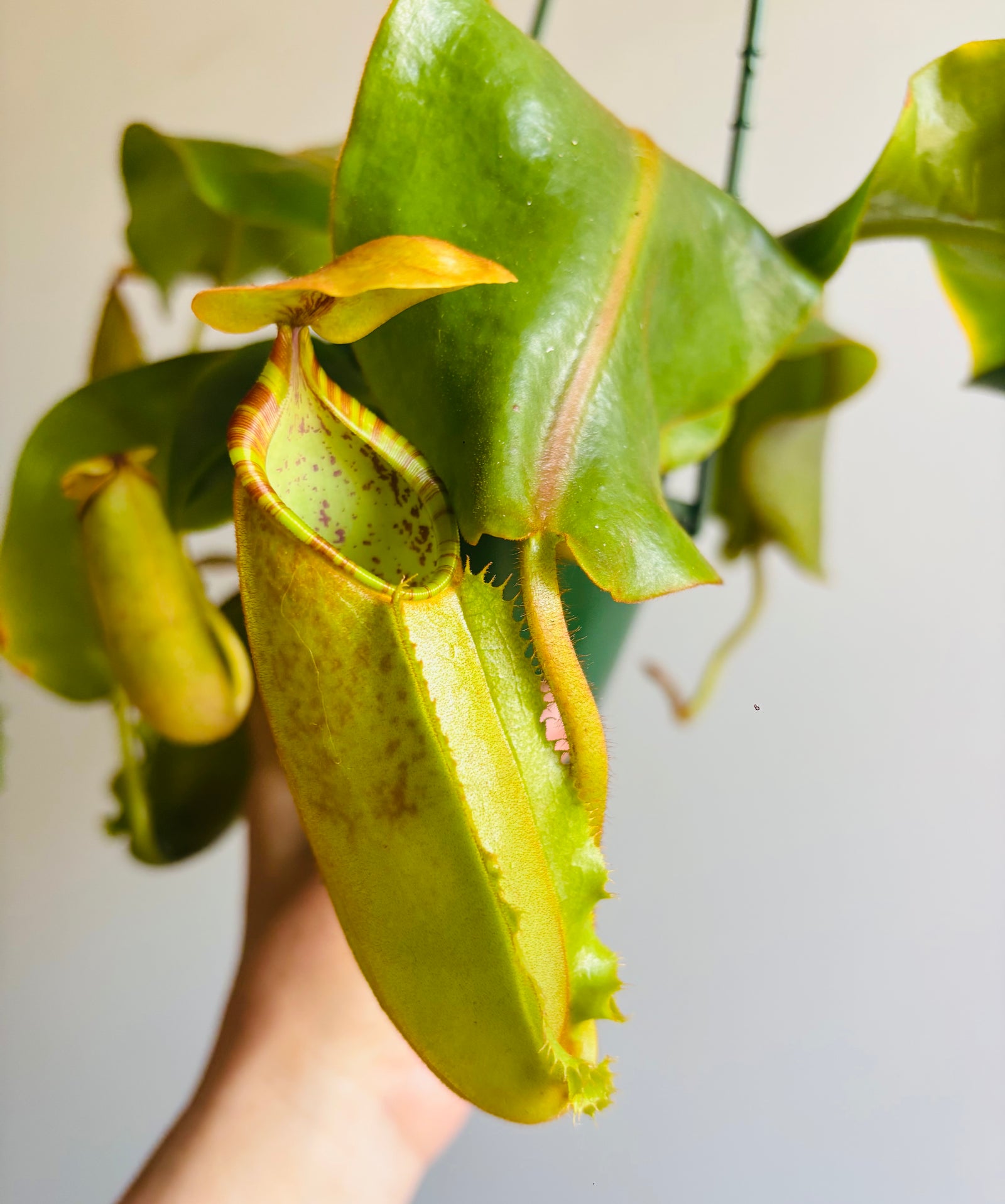 Nepenthes hybrid NOID - Pitcher Plant (plant pictured is plant being sold)