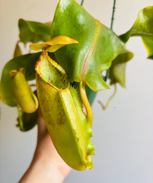 Nepenthes hybrid NOID - Pitcher Plant (plant pictured is plant being sold)