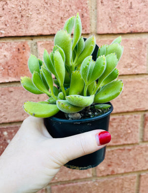 Cotyledon tomentosa subsp. ladismithiensis - 'Bear's Paw'