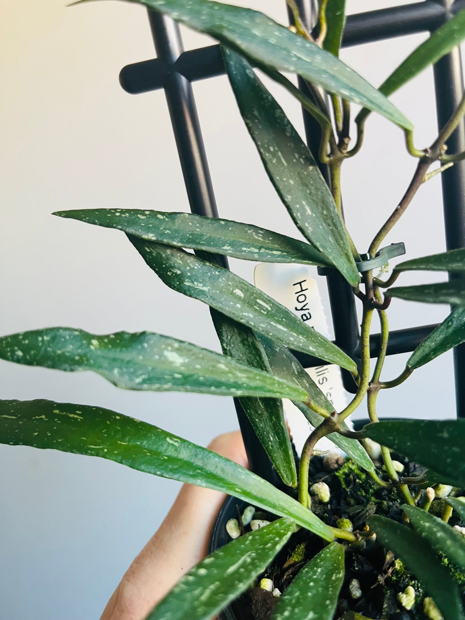 Hoya - Mirabilis ‘Speckles’ Collection No. 223