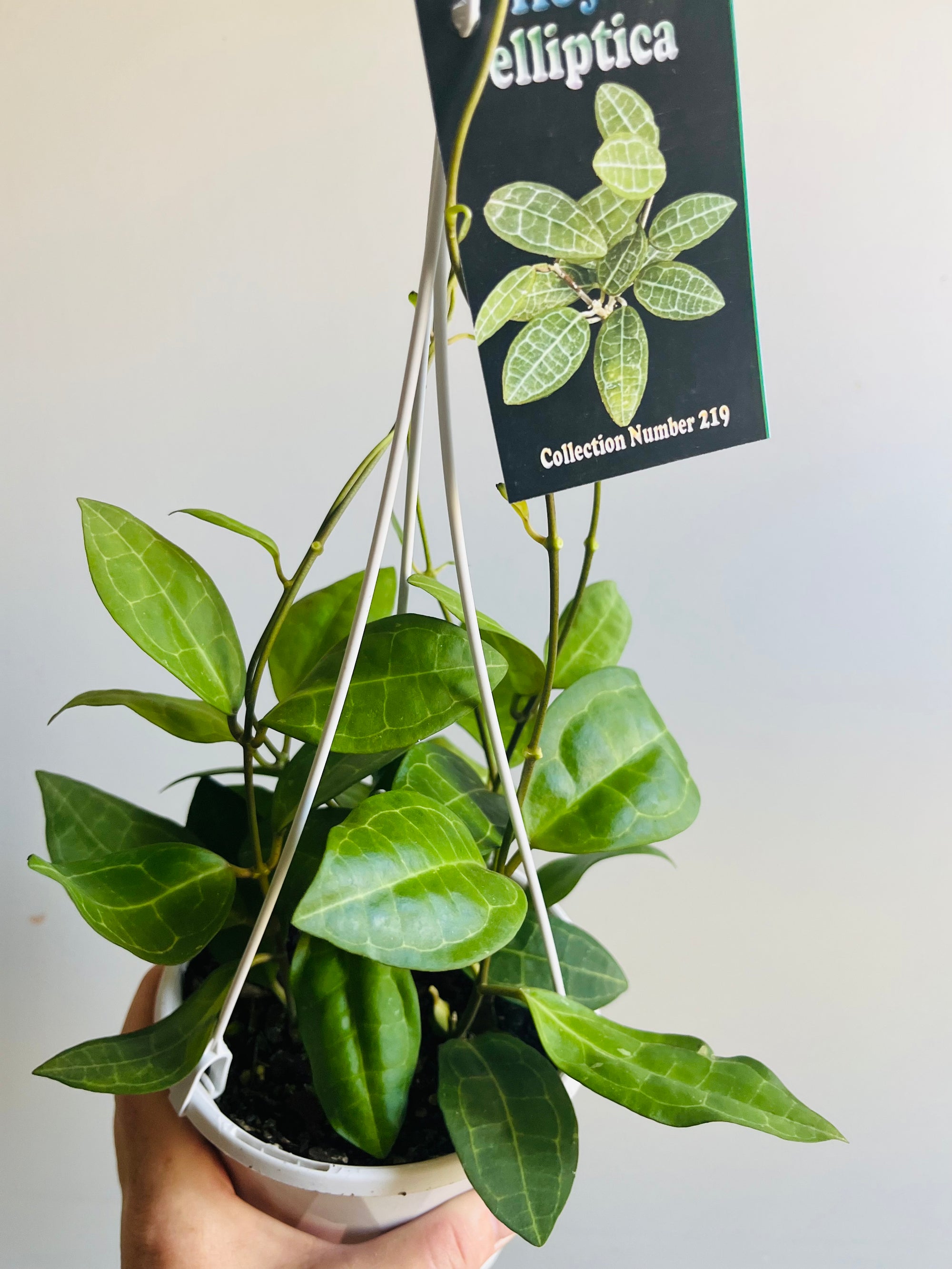 Hoya - Elliptica