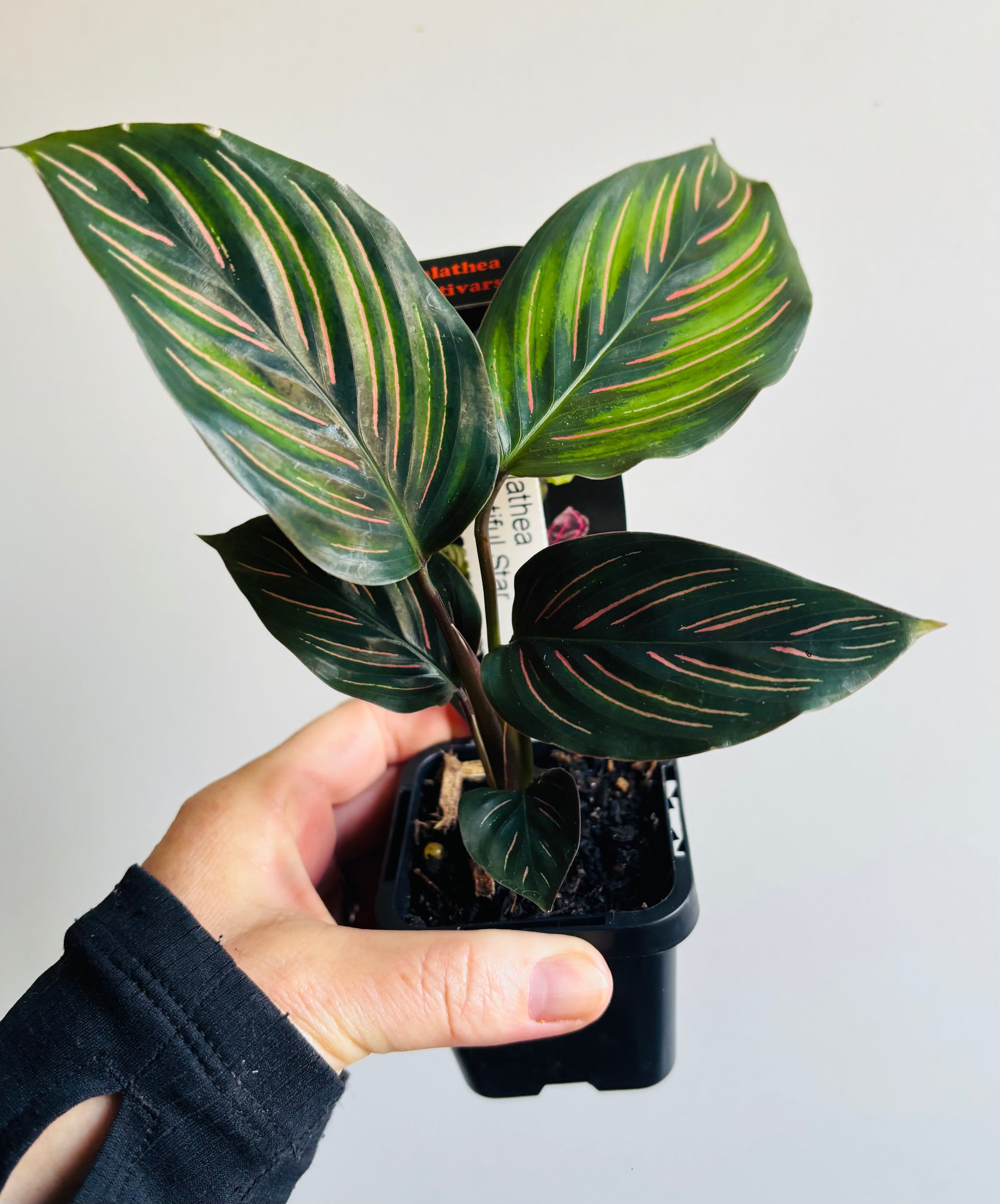 Calathea - Beauty Star