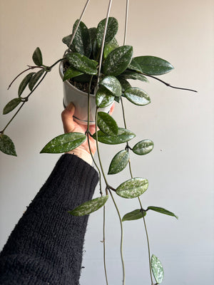Hoya - Carnosa ‘Wilbur Graves’ Collection No. 211