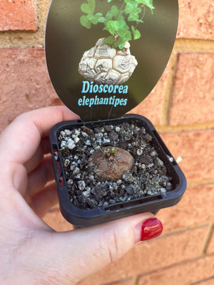 Dioscorea elephantipes ‘The Elephant’s Foot’