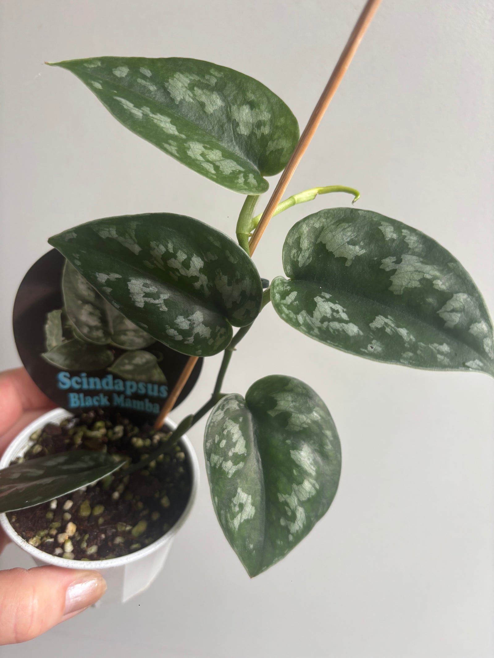 Scindapsus pictus c.v. Black Mamba