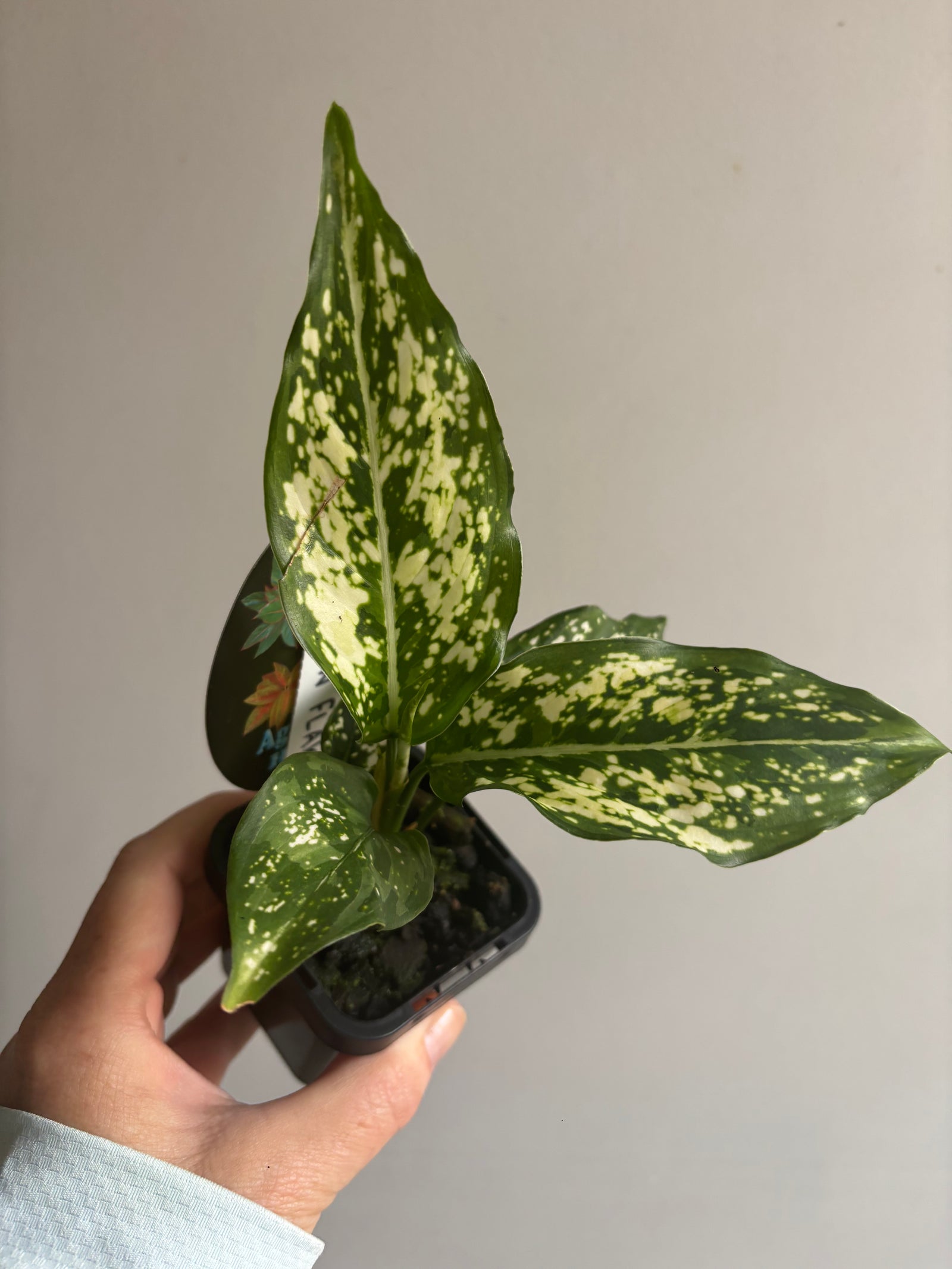Aglaonema 'Snowflake' - Chinese Evergreen Plants