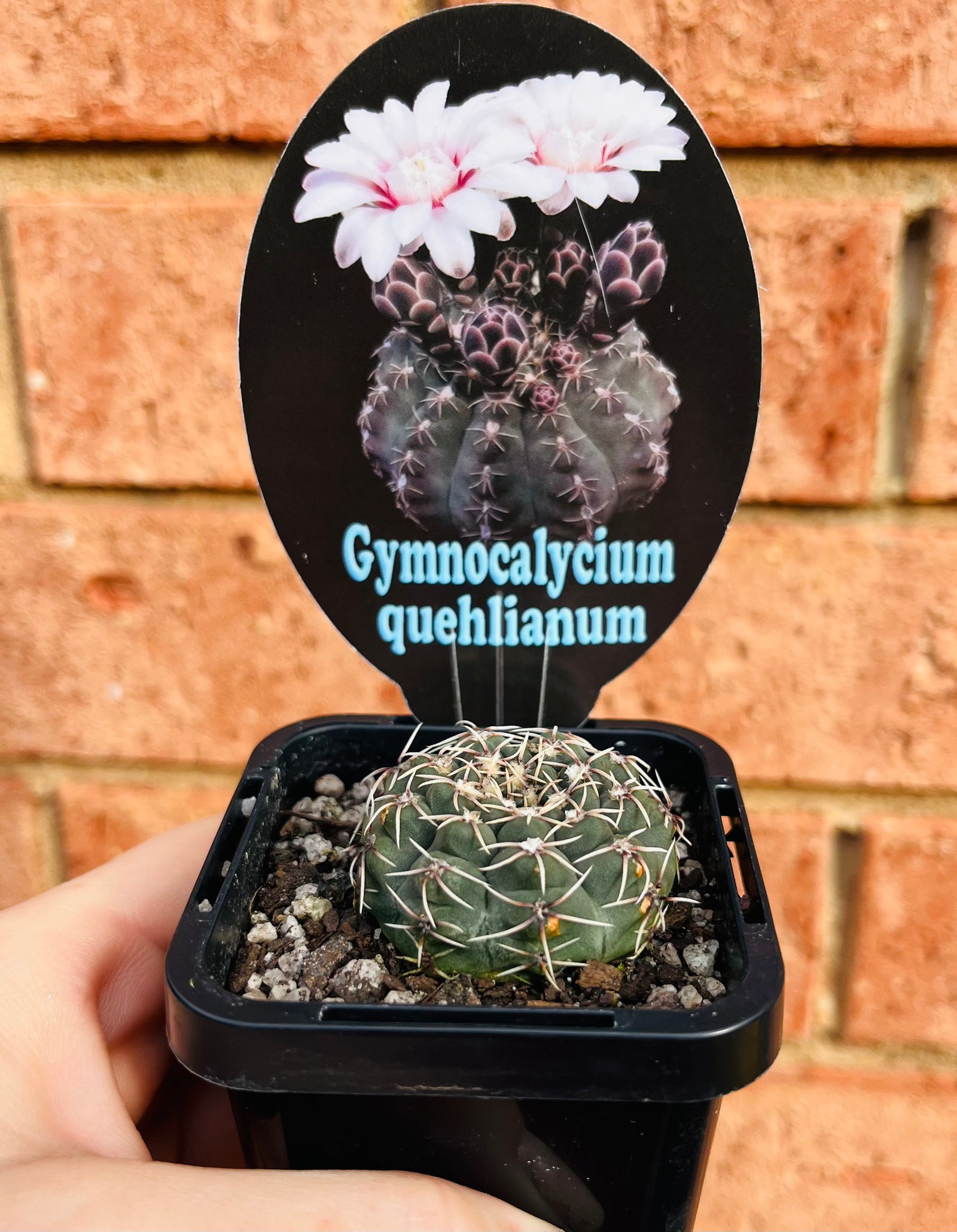 Gymnocalycium quehlianum