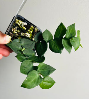 Rhaphidophora hayi