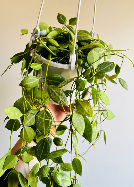 Dischidia ovata - Watermelon Dischidia