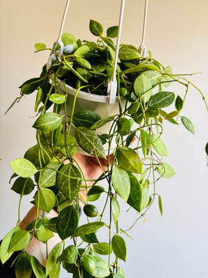 Dischidia ovata - Watermelon Dischidia